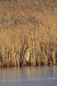 Bittern photographs by Betty Fold Gallery